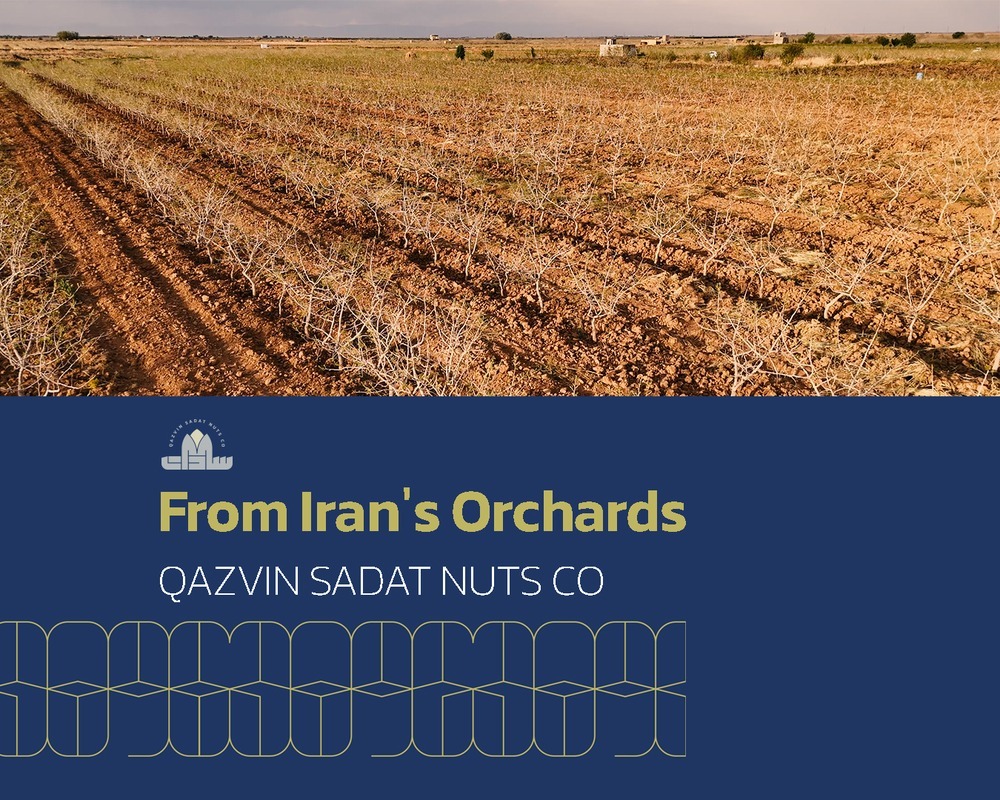 From the Heart of Iran’s Pistachio Industry